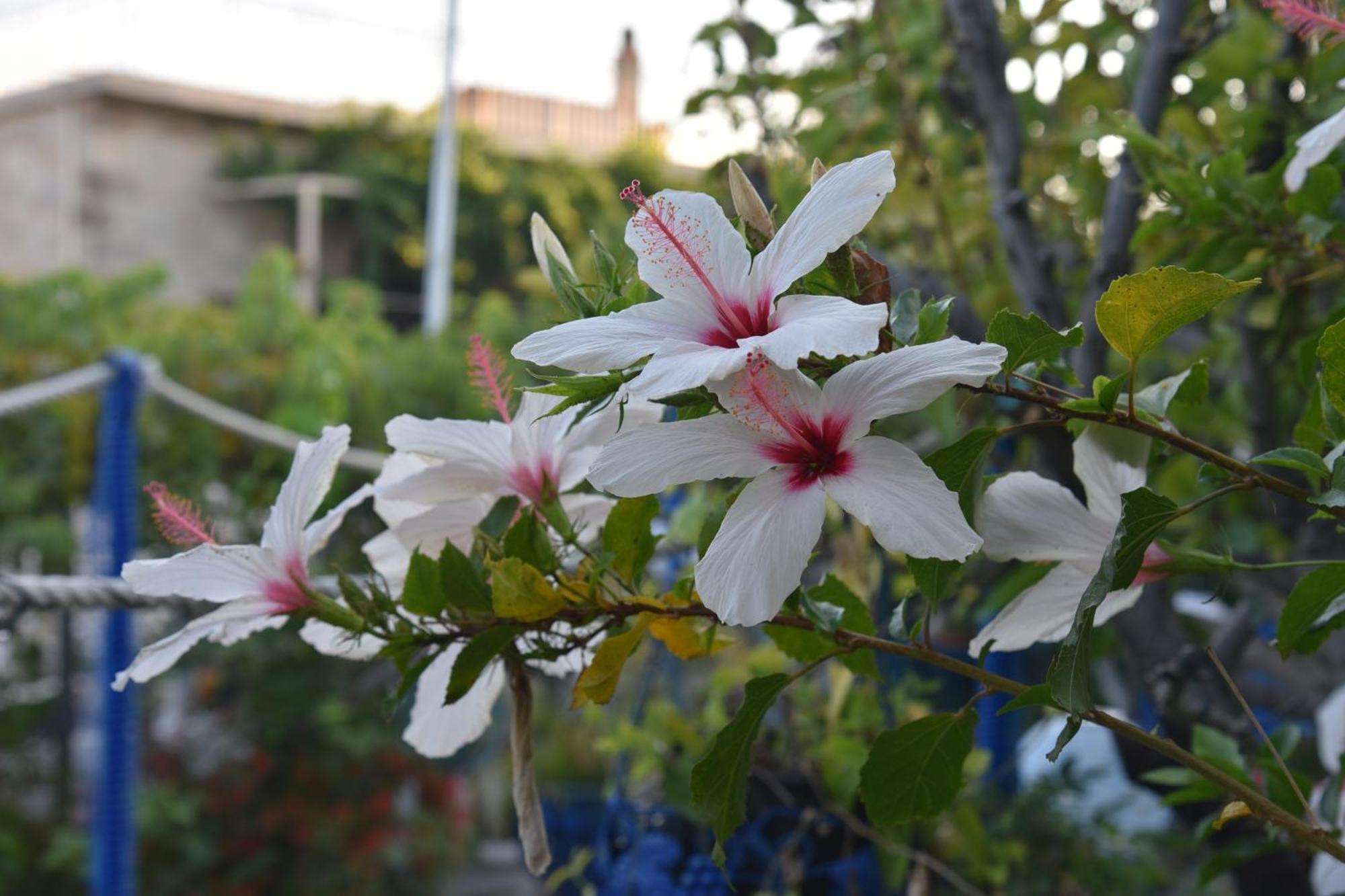 Plátanos Relaxing And Comfortable Studio Near Falasarna Beaches מראה חיצוני תמונה